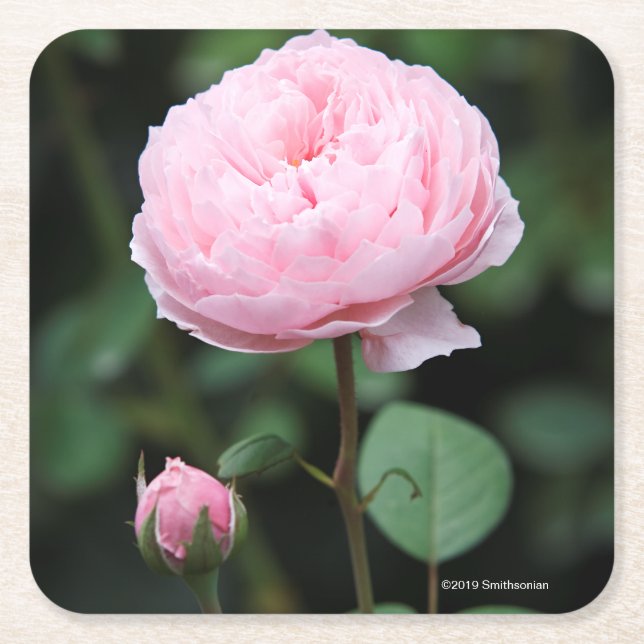 Alnwick Castle Rose Square Paper Coaster (Front)