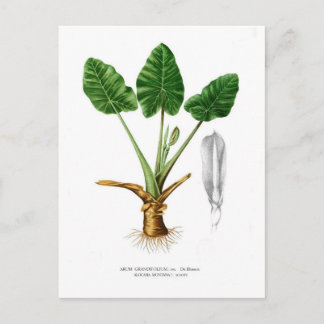Alocasia montana postcard