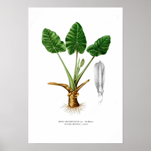 Alocasia montana poster (Front)