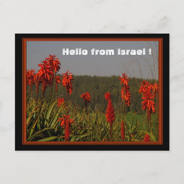 Aloe arborescens Postcard (Front)