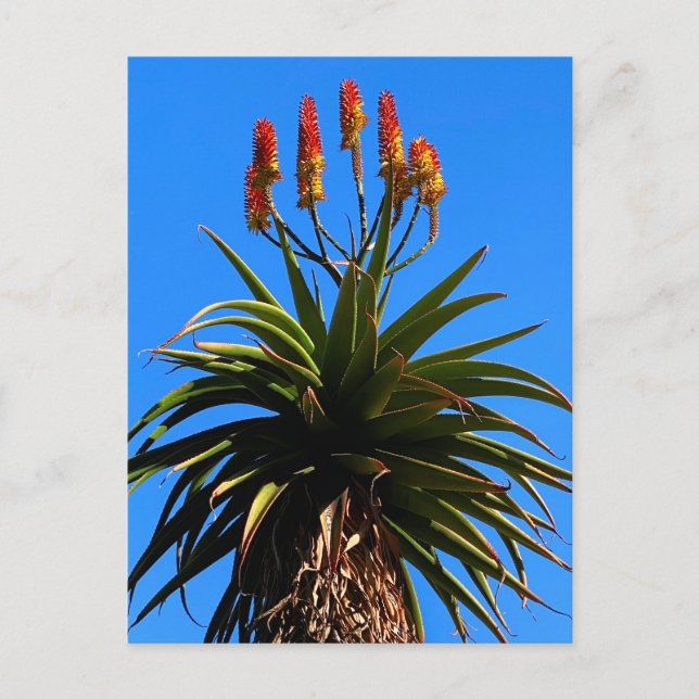 Aloe Blooming  Postcard (Front)