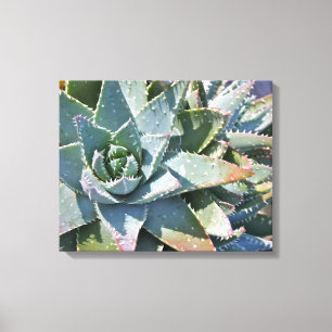 Aloe brevifolia by Debra Lee Baldwin Canvas Print