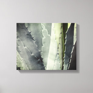 Aloe Canvas Print