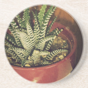 aloe coaster