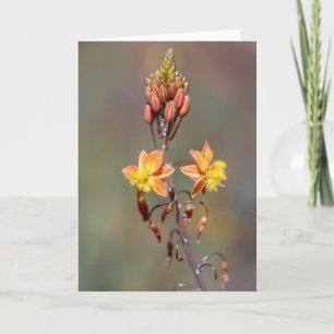 Aloe Flower Card