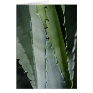 Aloe - Macro Fine Art Photograph