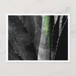 Aloe - Macro Fine Art Photograph in Black & White Postcard