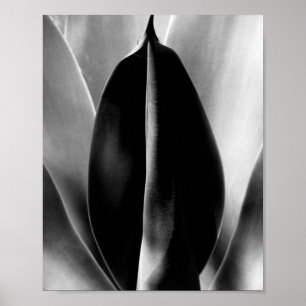 Aloe - Macro Fine Art Photograph in Black & White Poster