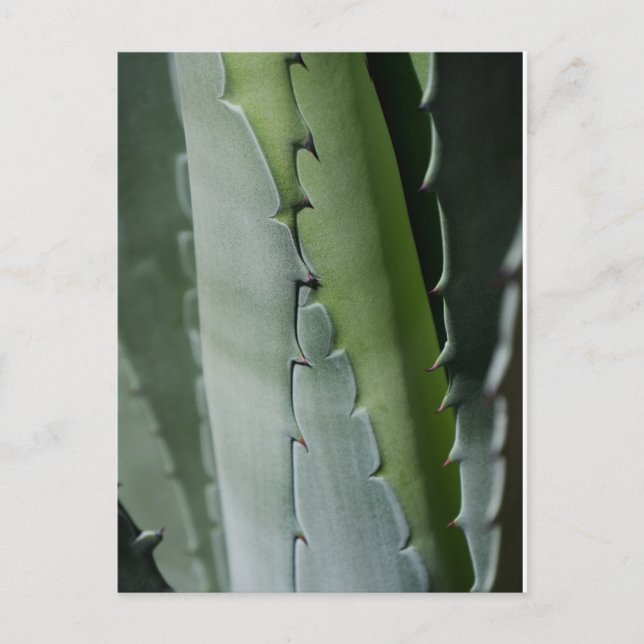 Aloe - Macro Fine Art Photograph  Postcard (Front)