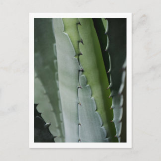Aloe - Macro Fine Art Photograph Postcard