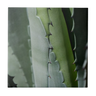Aloe - Macro Fine Art Photograph Tile