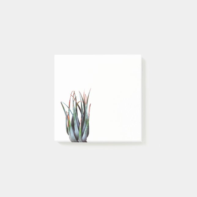 ALoe Plant Photo Photo  Art Notes (Front)