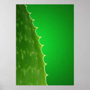 Aloe plant poster