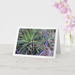 Aloe Succulent Plant in Pot Card