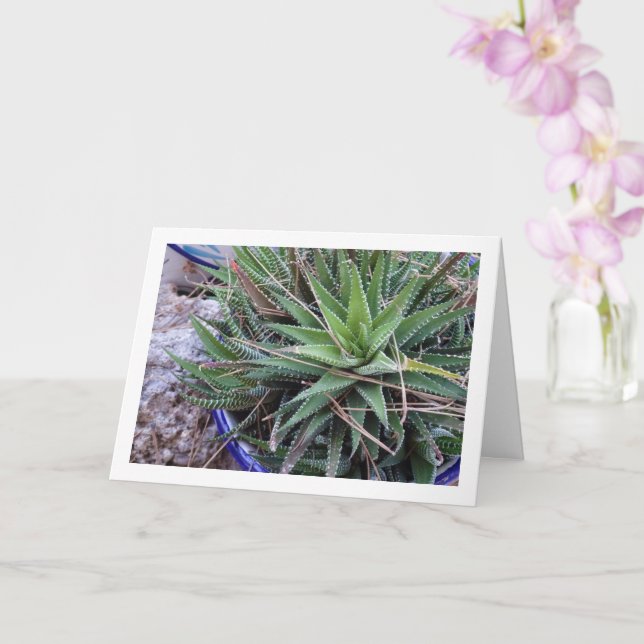 Aloe Succulent Plant in Pot Card (Orchid)
