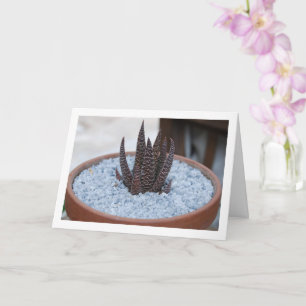 Aloe Twilight Zone Succulent Plant Card