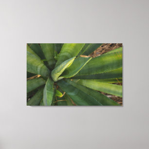 Aloe Vera Canvas Print