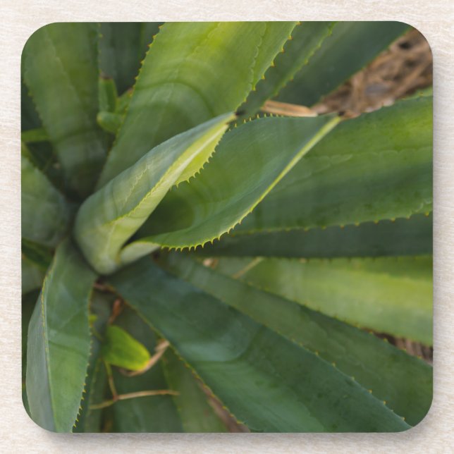 Aloe Vera Coaster (Front)