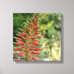 Aloe Vera Flower Blossom Photo Print