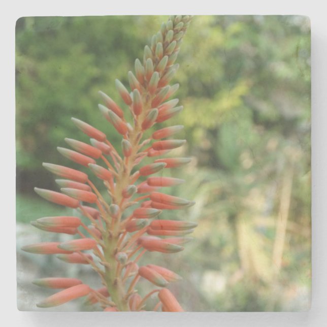 Aloe Vera Flower Blossom Photo Stone Coaster (Front)