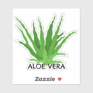Aloe vera Green Succulent