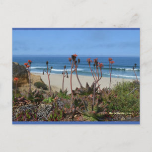 Aloe Vera in HMB   Blue Beach Song™ Postcard