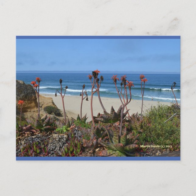 Aloe Vera in HMB | Blue Beach Song™ Postcard (Front)