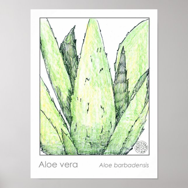 Aloe Vera Materia Medica Herbalist Botanical Poster (Front)