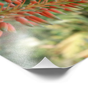 Aloe Vera Photo Kodak Photo Paper (Satin)