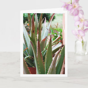 Aloe Vera Plant Card