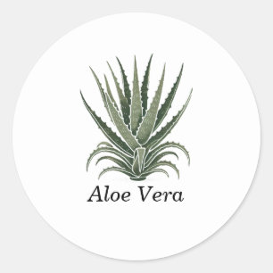 Aloe Vera Plant Herbal Apothecary  Classic Round Sticker