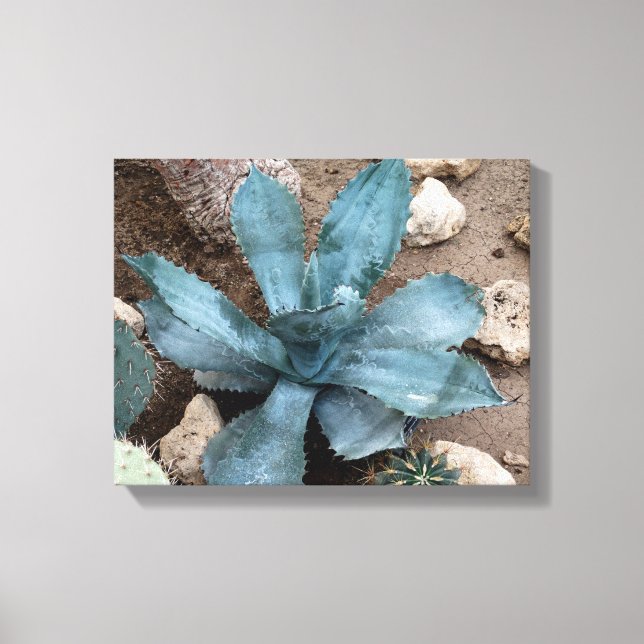 Aloe Vera Plant Photo Wrapped Canvas Print (Front)