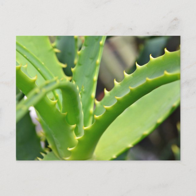 Aloe Vera Postcard (Front)