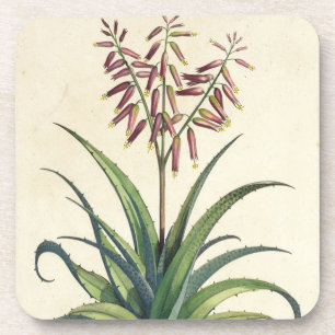 Aloe Vera Vulgaris, from 'Phytographia Curiosa', p Coaster