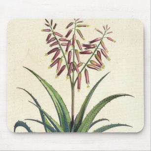 Aloe Vera Vulgaris, from 'Phytographia Curiosa', p Mouse Mat
