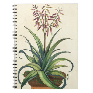 Aloe Vera Vulgaris, from 'Phytographia Curiosa', p Notebook