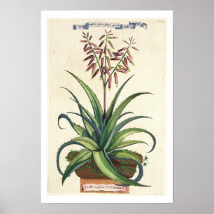 Aloe Vera Vulgaris, from 'Phytographia Curiosa', p Poster