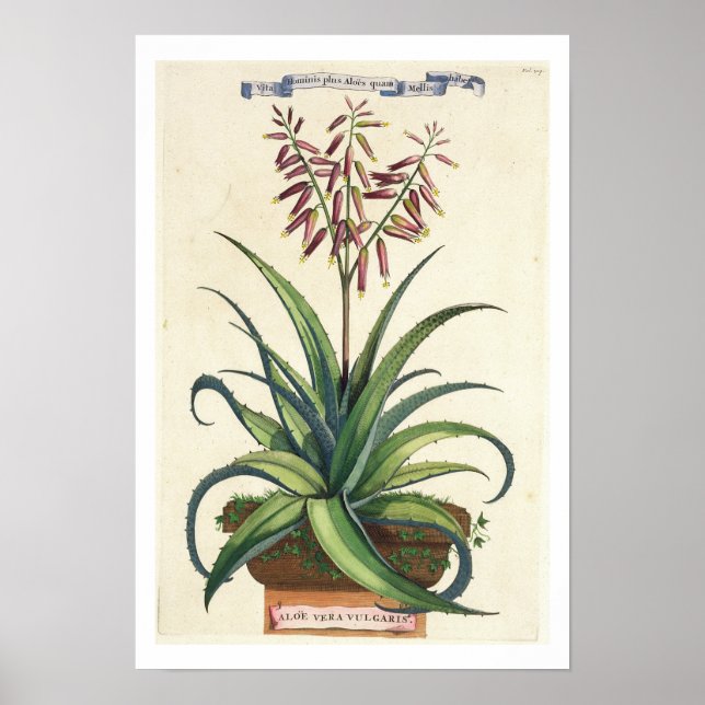 Aloe Vera Vulgaris, from 'Phytographia Curiosa', p Poster (Front)