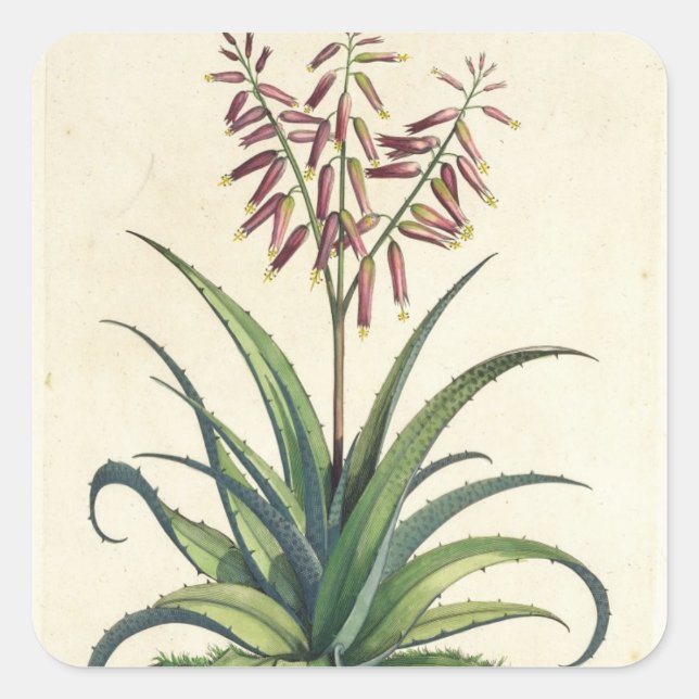 Aloe Vera Vulgaris, from 'Phytographia Curiosa', p Square Sticker (Front)