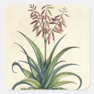 Aloe Vera Vulgaris, from 'Phytographia Curiosa', p Square Sticker