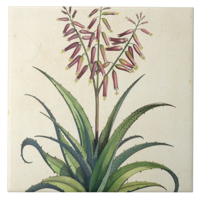 Aloe Vera Vulgaris, from 'Phytographia Curiosa', p Tile (Front)