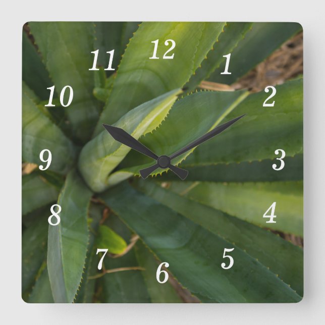 Aloe Vera Wall Clock (Front)