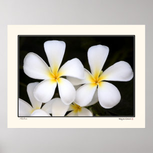 Aloha -Frangipani Blossoms - Hawaii Poster
