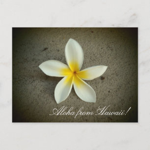 Aloha from Hawaii plumeria flower simple postcard