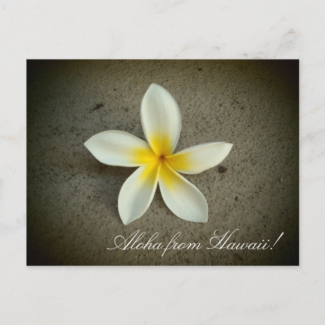 Aloha from Hawaii plumeria flower simple postcard (Front)