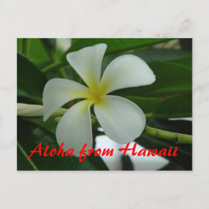 Aloha from Hawaii Postcard
