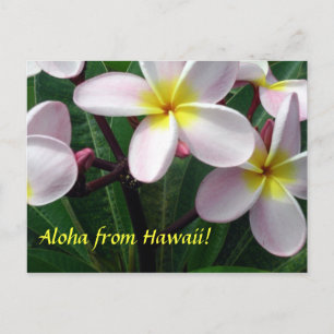 "Aloha from Hawaii" Postcard