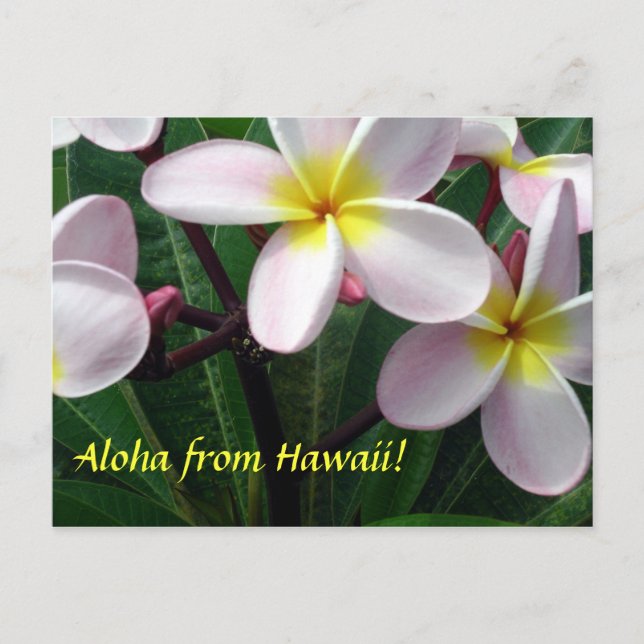 "Aloha from Hawaii" Postcard (Front)