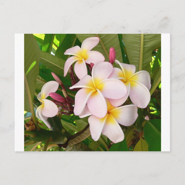 Aloha Hawaiian Frangipani Blossoms Bridal Shower Invitation Postcard (Front)