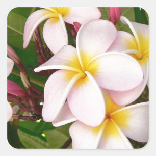 Aloha Hawaiian Frangipani Blossoms Bridal Shower Square Sticker